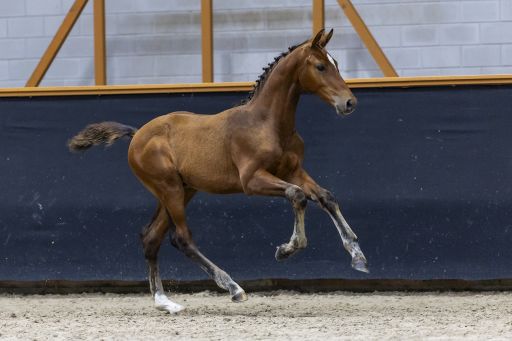 Limburgse Veulenveiling 2025
© DigiShots